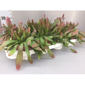 rhipsalis red coral