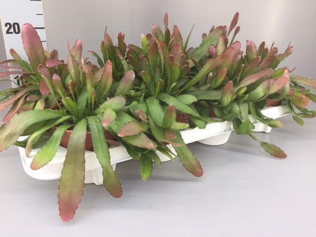 <h4>rhipsalis red coral</h4>