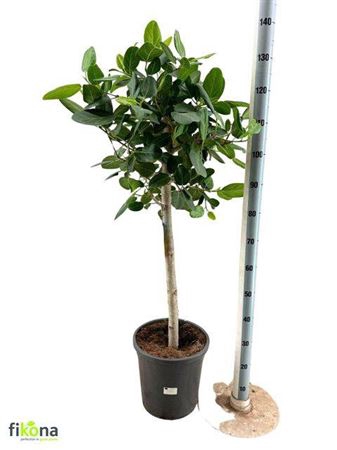 <h4>Ficus Benghalensis</h4>