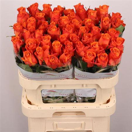 <h4>R Gr Orange Wave</h4>