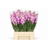 Matthiola Iron Cherry Blossom