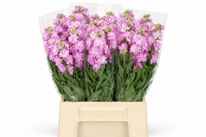 Matthiola Iron Cherry Blossom