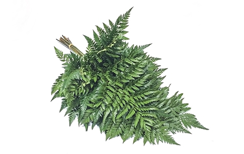 <h4>FOLHAGEM AVENCAO</h4>