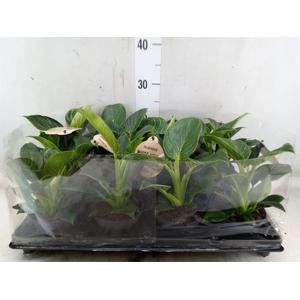 Philodendron   ...