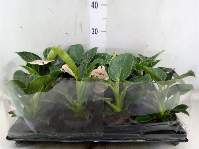 <h4>Philodendron   ...</h4>