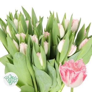 Tulipa fr neglige