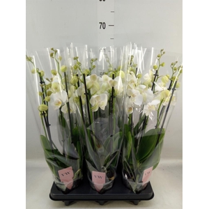 Phalaenopsis  'Ant Inverness'