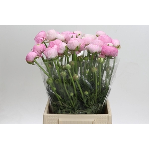 Ranunculus Amandine Marshmallow