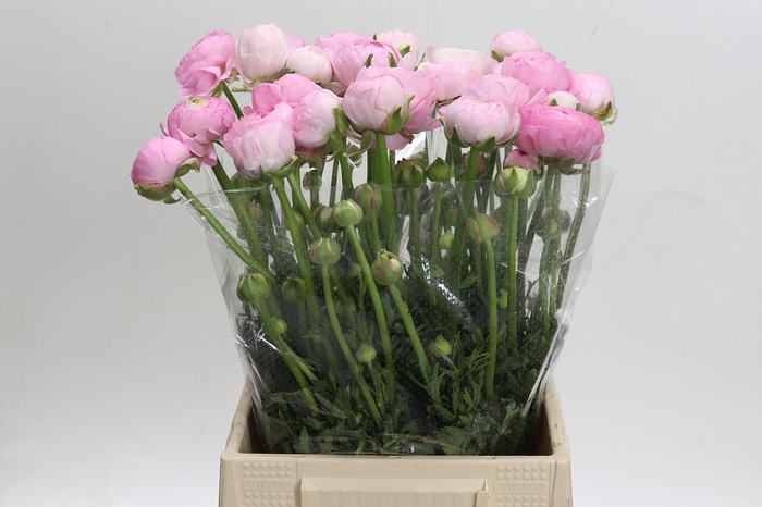 <h4>Ranunculus Amandine Marshmallow</h4>