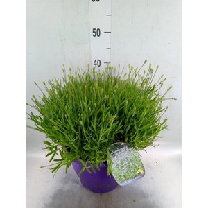 Lavandula angus. 'Essence Pure'