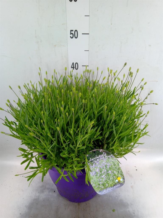 <h4>Lavandula angus. 'Essence Pure'</h4>