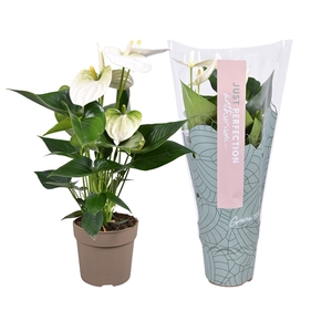 Anthurium Cocos ''Just perfection®'' (XL-Flowers)