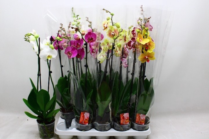 <h4>PHAL GEM 7 KL</h4>