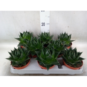 Aloe aristata 'Cosmo'