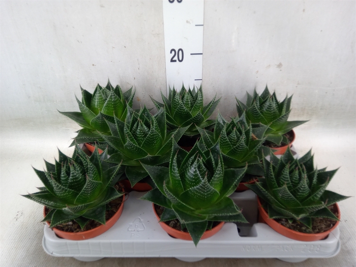 <h4>Aloe aristata 'Cosmo'</h4>