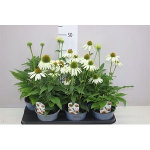 Echinacea Sombrero Blanco