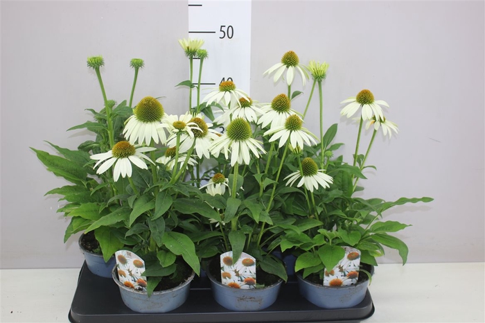 <h4>Echinacea Sombrero Blanco</h4>