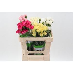 Di St Diverse novelties Ass 50cm