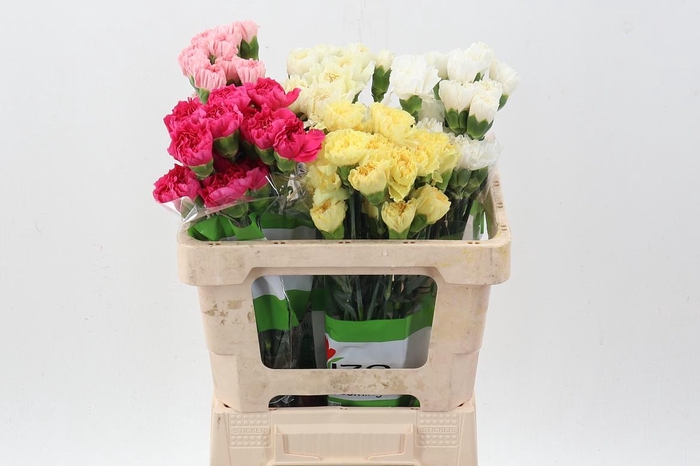<h4>Di St Diverse novelties Ass 50cm</h4>