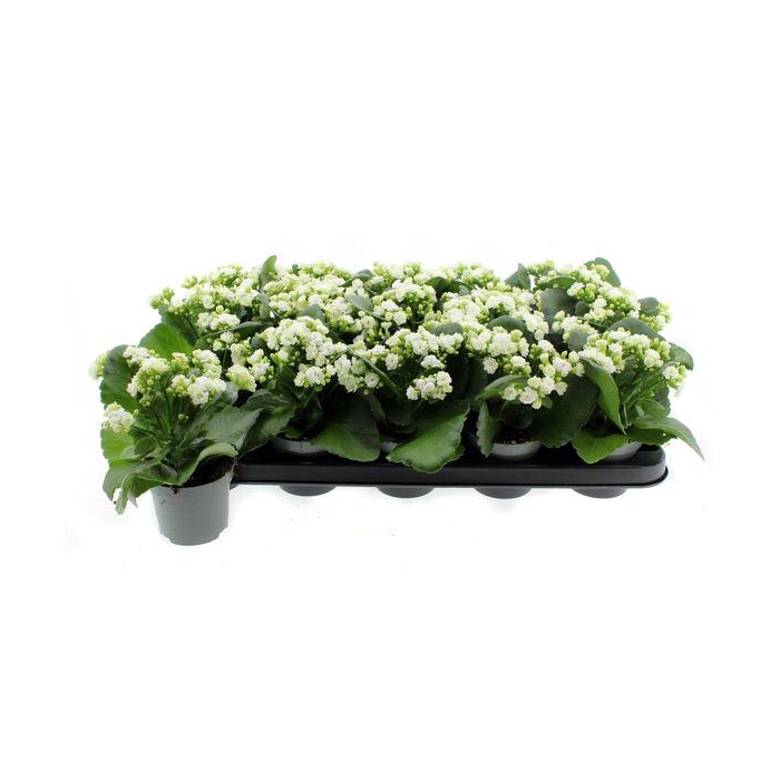 <h4>Kal B Ge C Menzel</h4>