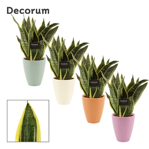 Sansevieria Superba 12 cm in Carly (Craft world-collection)
