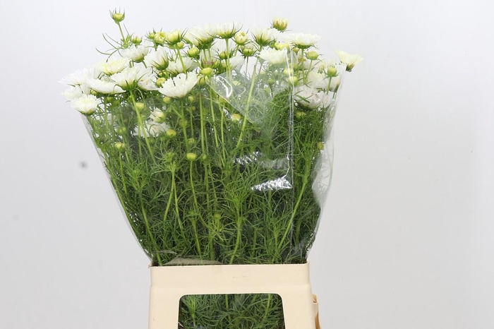 <h4>Cosmos White</h4>
