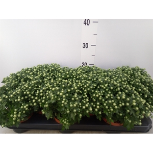 Chrysanthemum  'Braque White'