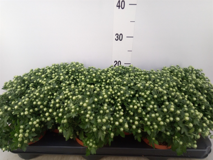 <h4>Chrysanthemum  'Braque White'</h4>