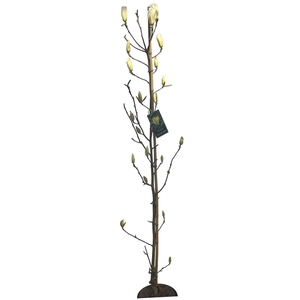 Magnolia 'Yellow Bird' stam 175-200 cm geveerd