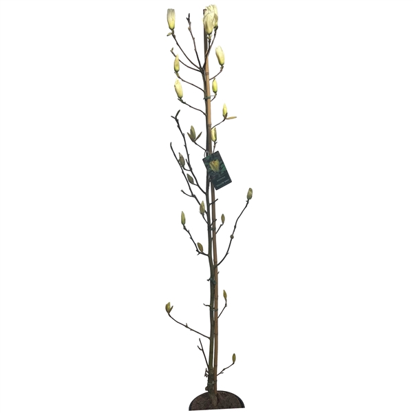 <h4>Magnolia 'Yellow Bird' stam 175-200 cm geveerd</h4>