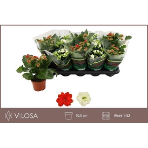 KALAN CALAN XMAS MIX P10.5