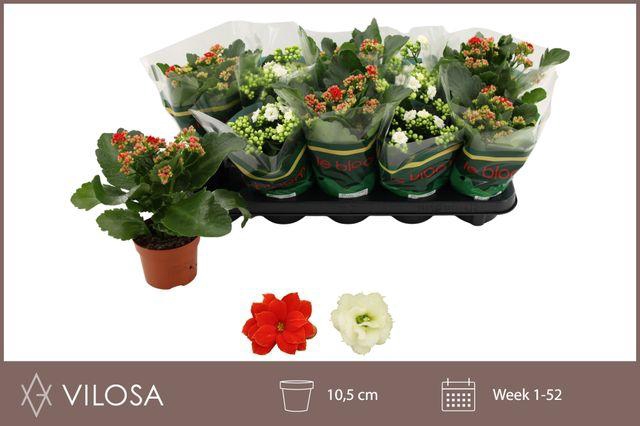 <h4>KALAN CALAN XMAS MIX P10.5</h4>