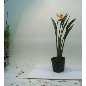 STRELITZIA TR1 8L