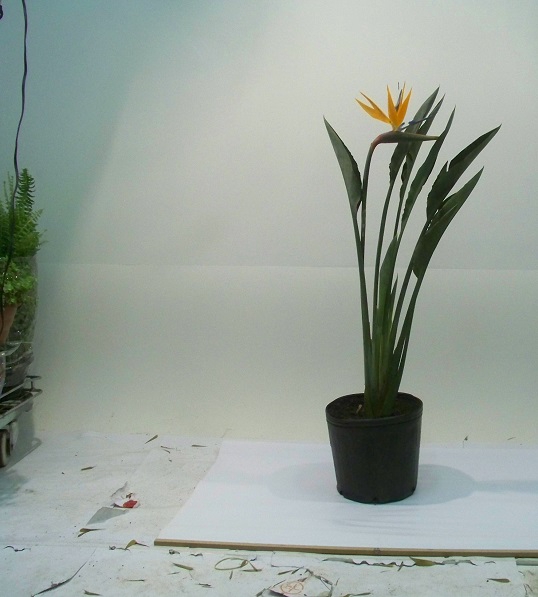 <h4>STRELITZIA TR1 8L</h4>