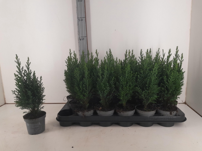 <h4>Cham L Ellwoodii P9</h4>