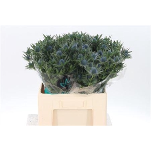 Eryngium Aquarius Qstar