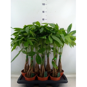 Pachira aquatica