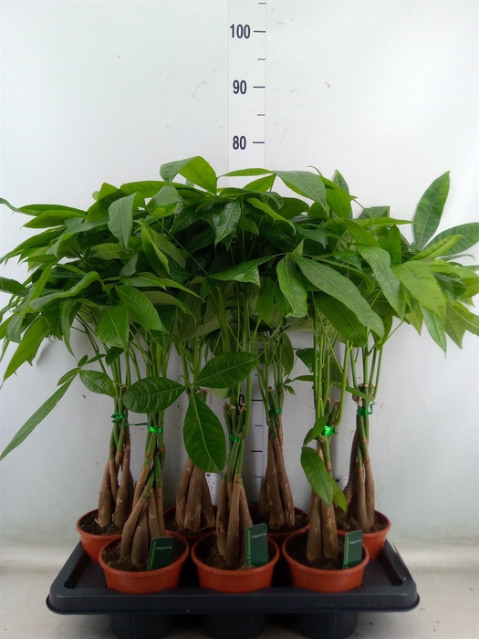 <h4>Pachira aquatica</h4>