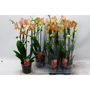 PHAL EL CASCADE