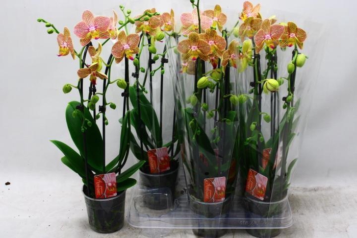 <h4>PHAL EL CASCADE</h4>