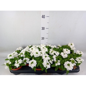 Verbena  'Drums White'