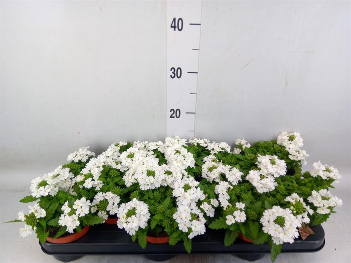 <h4>Verbena 'Drums White'</h4>