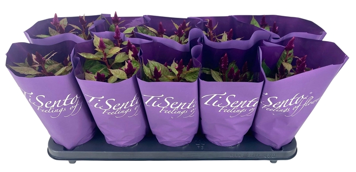 <h4>CEL ARGENTEA GEM</h4>