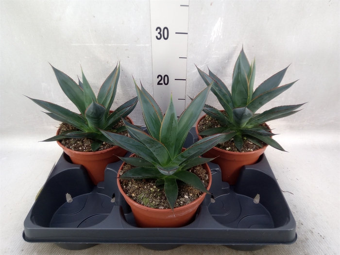 <h4>Agave  'Shaka Zulu'</h4>