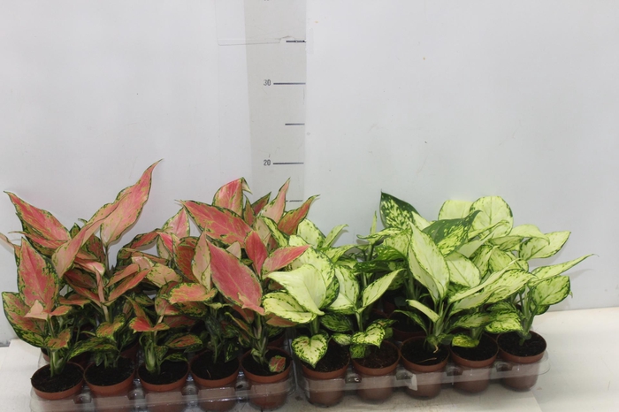 <h4>AGLAONEMA VARIADA P06</h4>