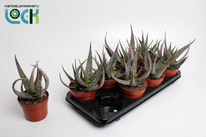 <h4>Aloë Carola</h4>