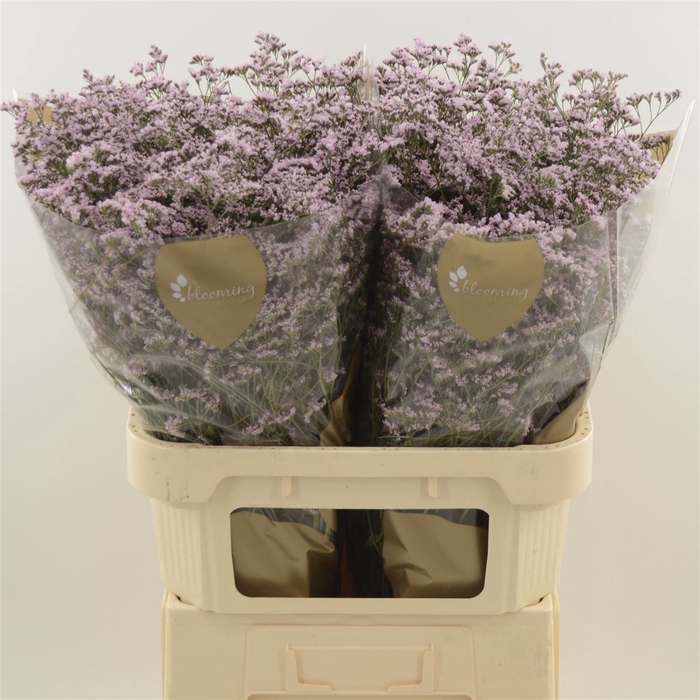 <h4>Limonium Safora Oshi Pink</h4>