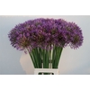 Allium Purple Rain
