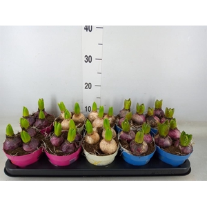 Hyacinthus orie.   ...mix 3