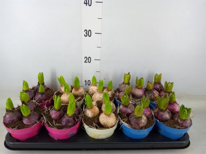 <h4>Hyacinthus orie.   ...mix 3</h4>